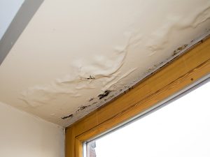 Water damage and mold on a ceiling caused next to a window.